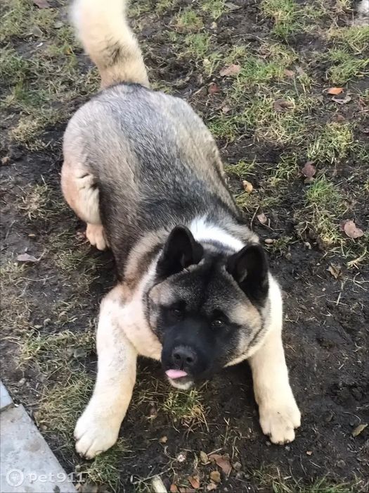 Американская Акита