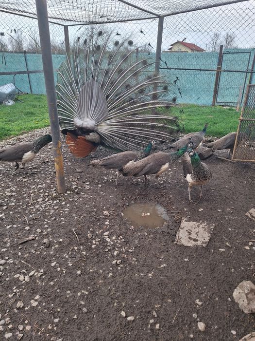 Vand paunite tineret