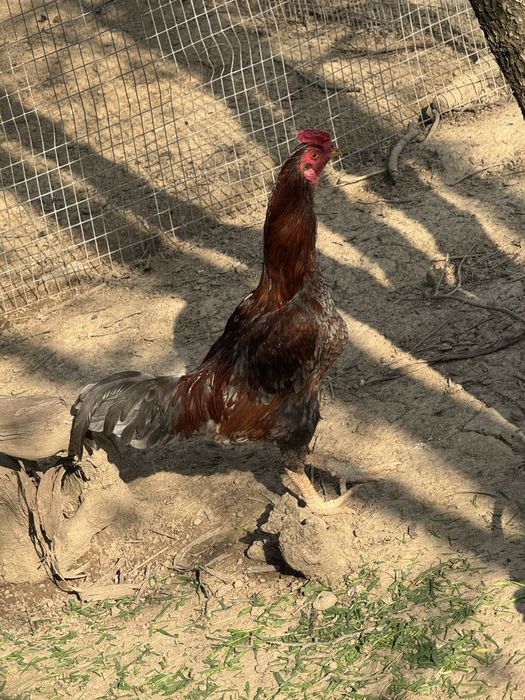 Петухи и курыца домашние