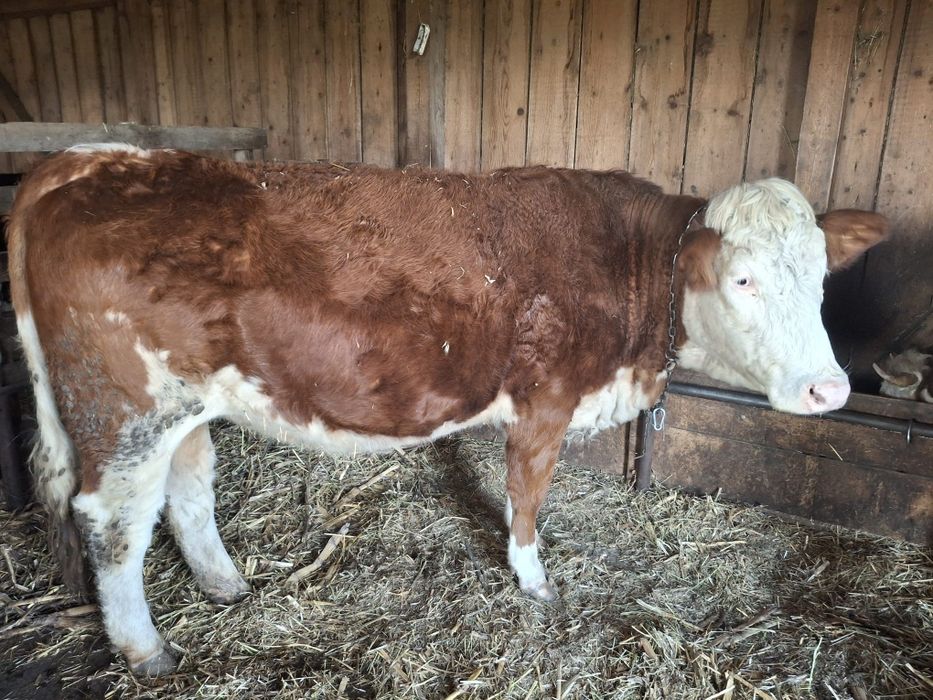 Vând 2 junici gestante