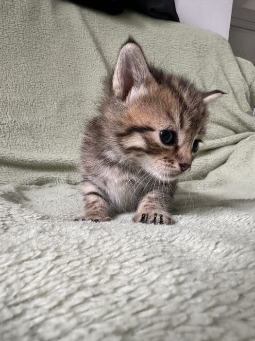 Отдам котят. Мальчики.