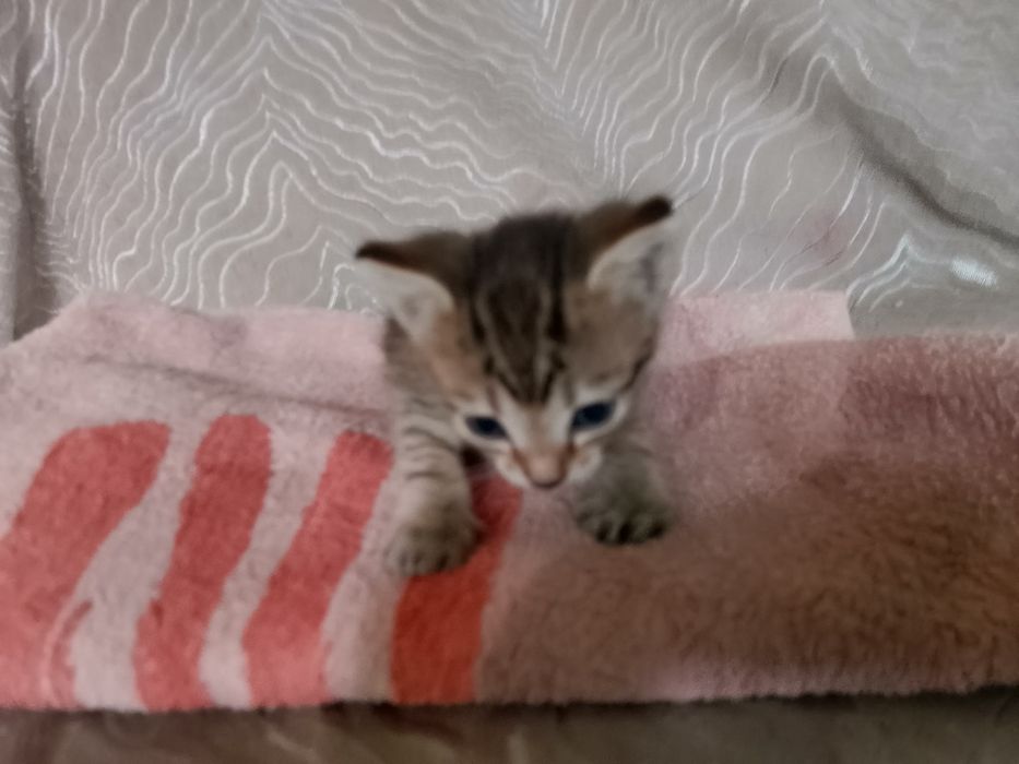 Котята  кушают сами  очень красивые