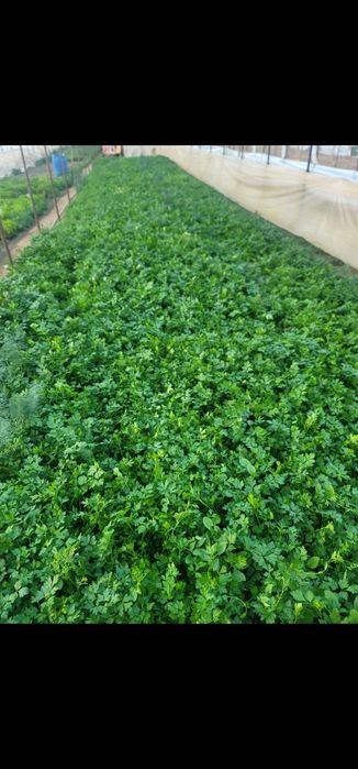 Leuștean Morar pătrunjel