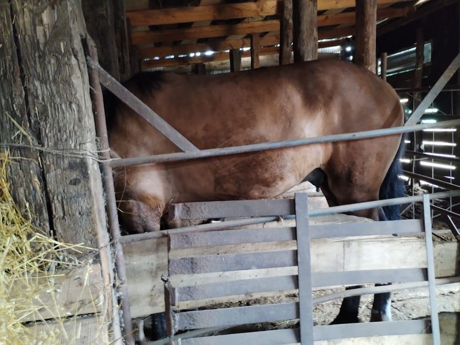 продам  таев с откорма