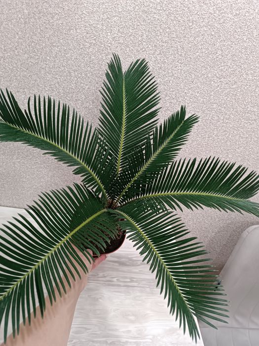 Продам комнатную пальму Цикас