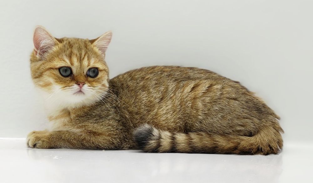 Британские кошечки 3 мес.привиты