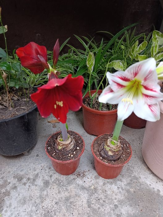 Цветы доставка гиппеаструм Гуллар совғага