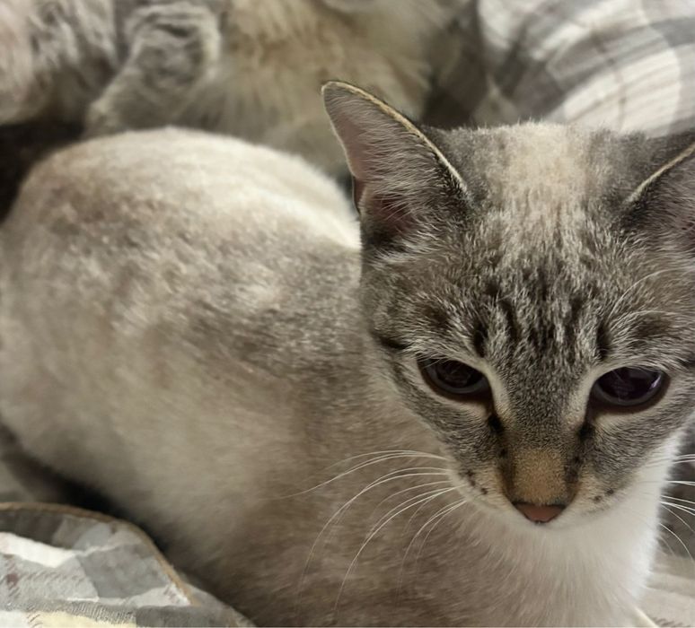 Отдам кошку даром