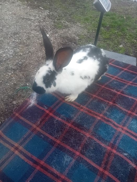 Papillon(3,10 kg) 6 luni-100 ron