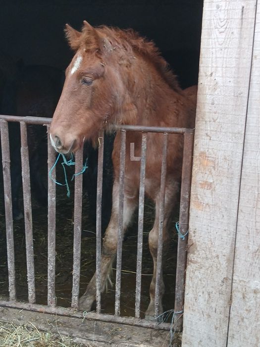 Schimb 3 mânze cu vaci sau cu oi de carne