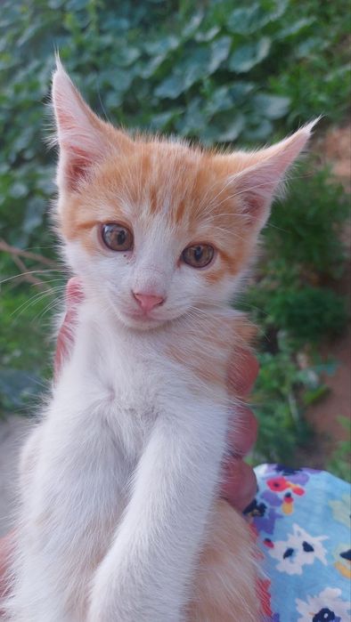 Здравствуйте отдам котят даром.