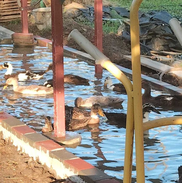 Rațe indiene alergătoare, spaima melcilor și limacșilor