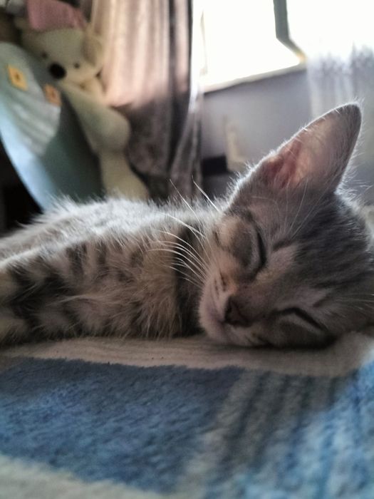 Котенок, мальчик