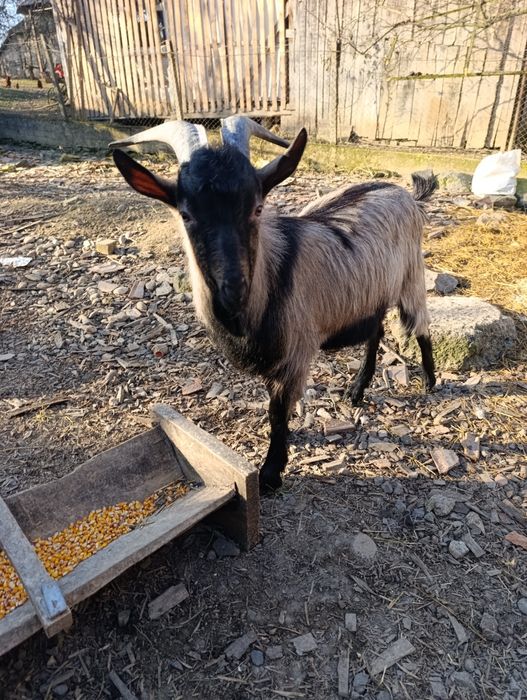 De vanzare Tiap de 1an