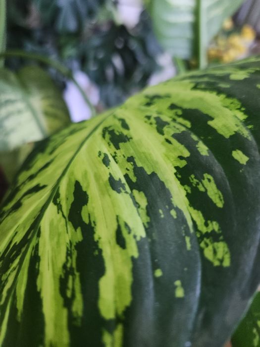 Диффенбахия 

растение с крупными декоративными