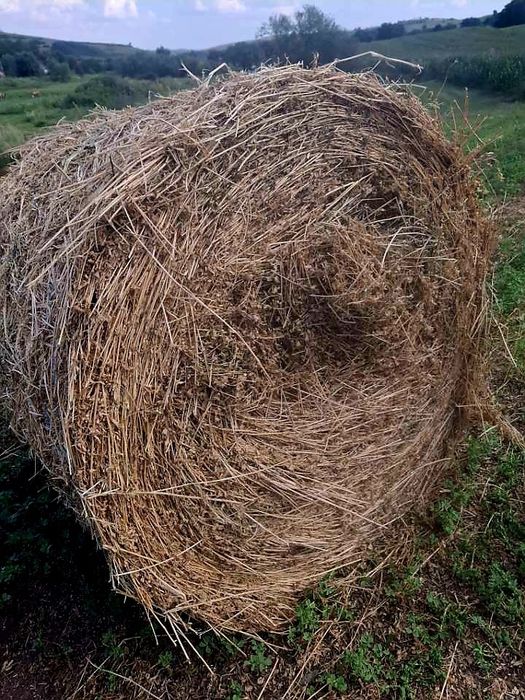 Vând baloți de lucernă