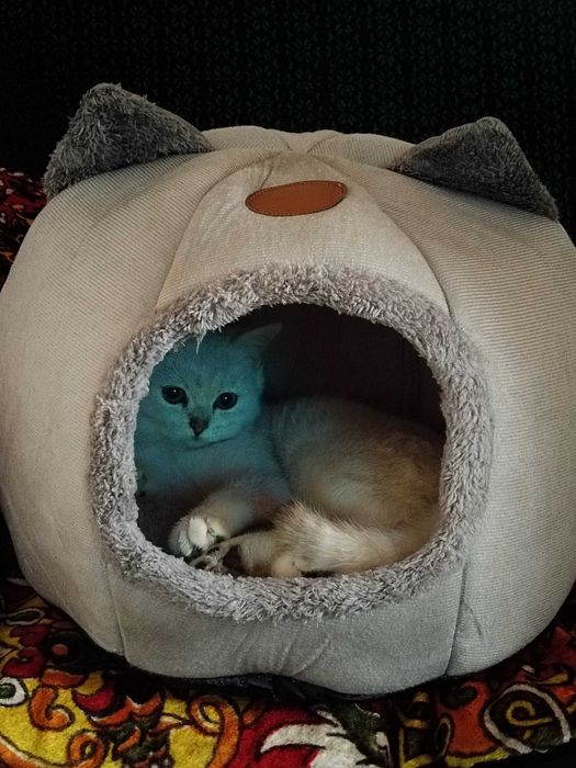 Британская короткошёрстная шиншилла
