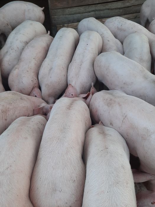 Свободни малки прасета