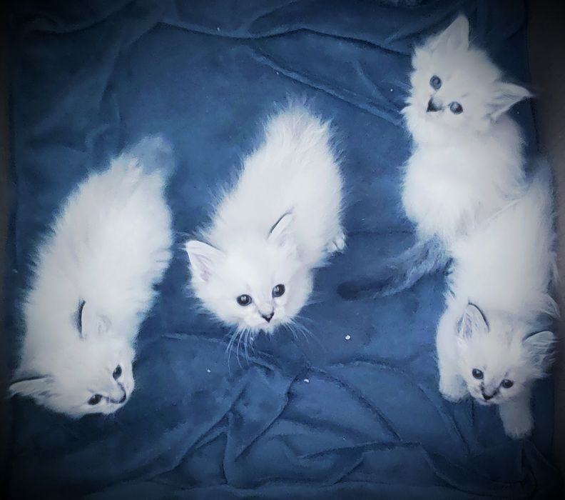 Котенца  Сибирска Невска маскарадна