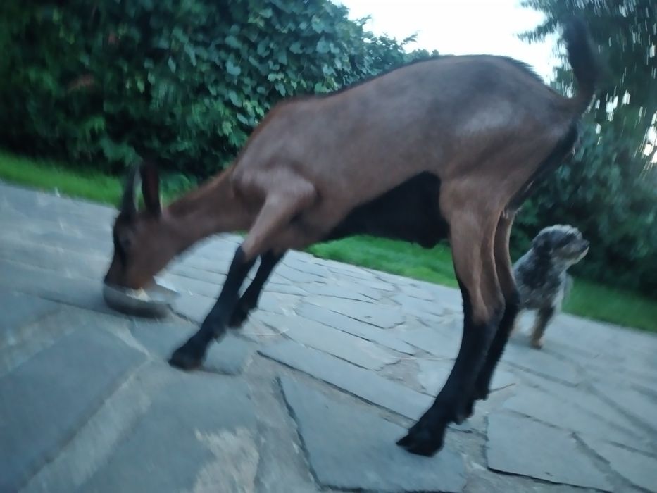 Capre Alpina Franceza și iezi