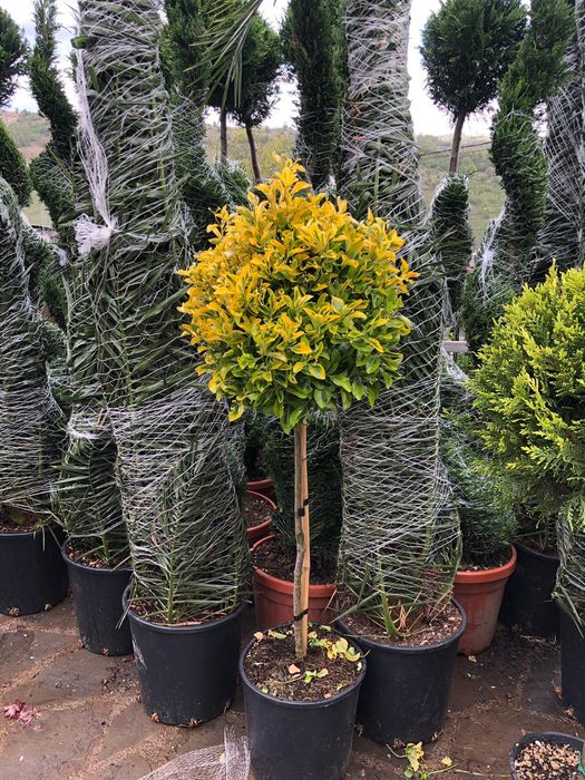 Fotinia Red (photinia)