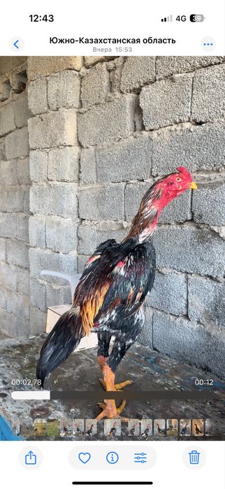 Майски шамо микс