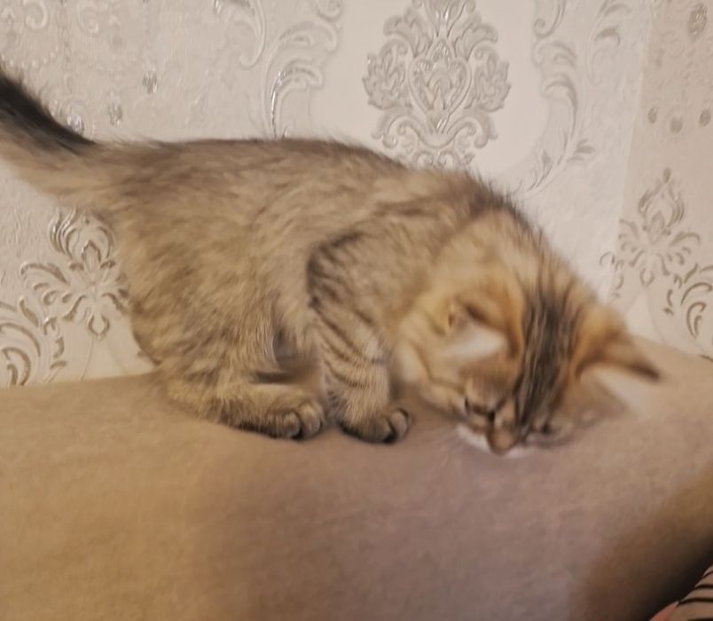 Котенок котенок котенок