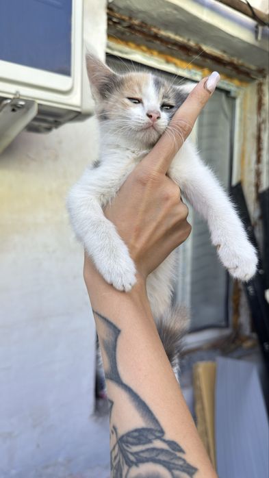 Отдам котят в заботливые руки