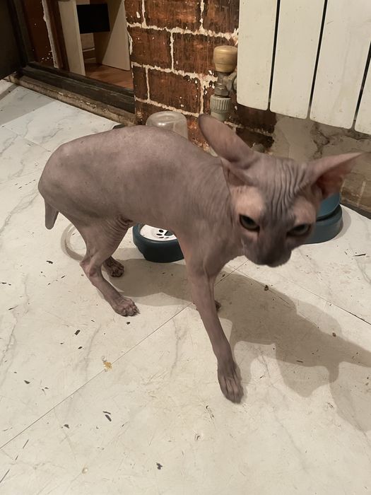 Сфинкс кошка 2 года