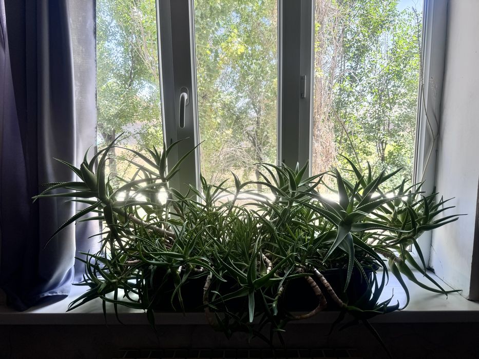 Срочно продается цветок алоэ для лечения!