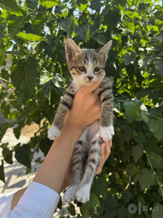 Отдам котят даром в добрые руки