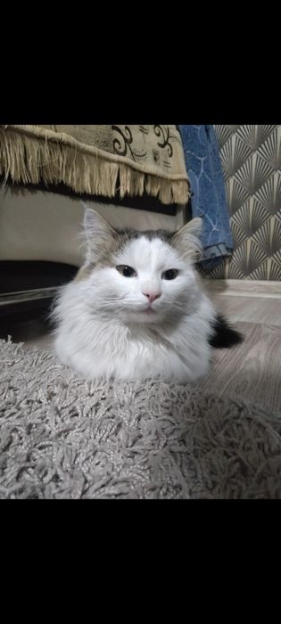 Отдам кота. В хорошие руки