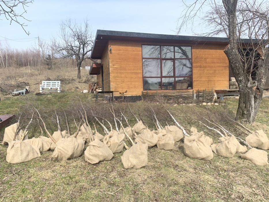 Vând mesteacăn puiet 3-5m