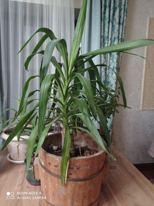 Юкка растения домашние