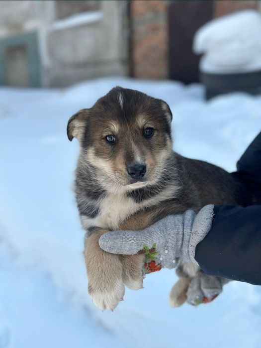 Отдам щенка в добрые руки