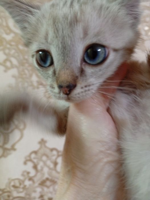 БЕСПЛАТНО,  ЛИНКС ПОЙНТ,котенок породистый  1,5 месяца, девочка
