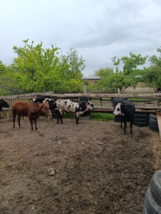 Продам хороших бычков