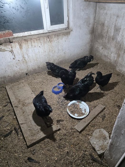 Продам петухов и курей .