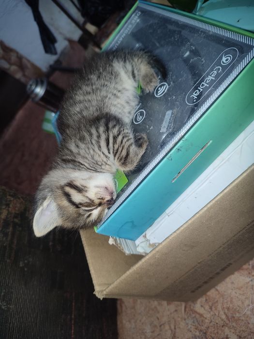 Отдадим котят в хорошие руки