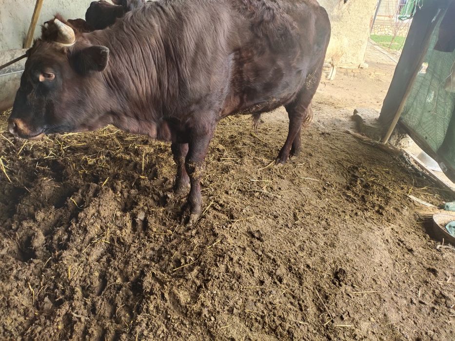 Yosh buqa sotiladi..