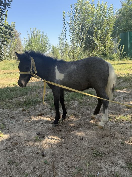Poni ot bolasi sotiladi sog’lom