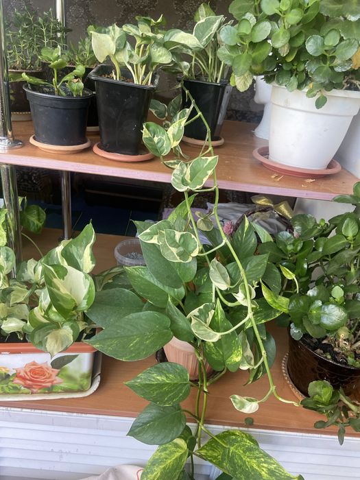 Вьющиеся сциндапсусы (сортовые 3 вида), сингониум2