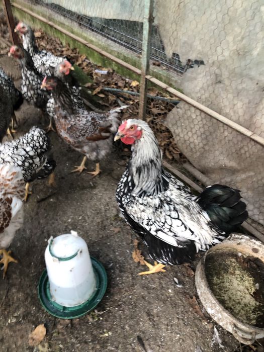 Vand familie gaini rasa Wiandotte argintiu