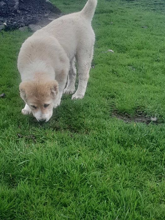 Продавам кученце Алабай на 3 месеца женско