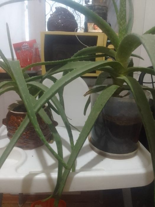 Комнатные растения