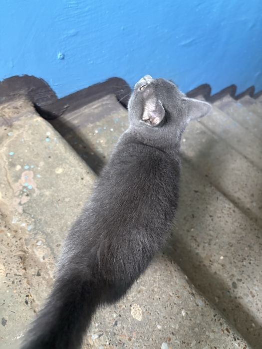 Отдам котенка в хорошие руки