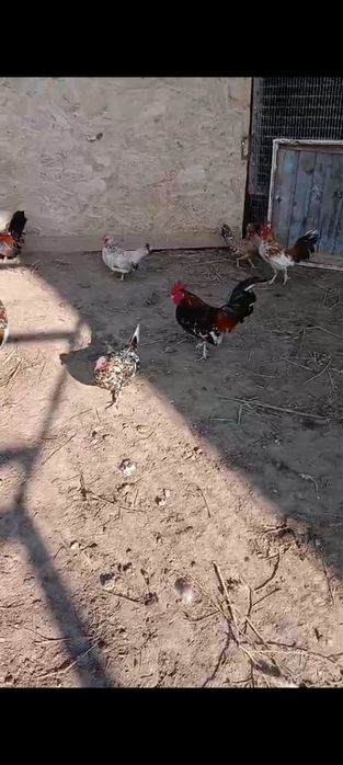 Карликовые куры бентамка