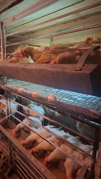 Продам курей порола Суперник
