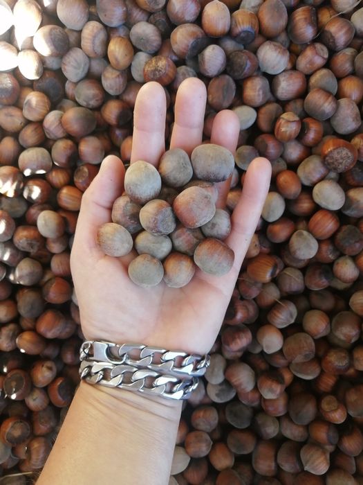 Alune de pădure de cultură