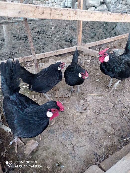 Товук тухумлари  сотилади ветнам.